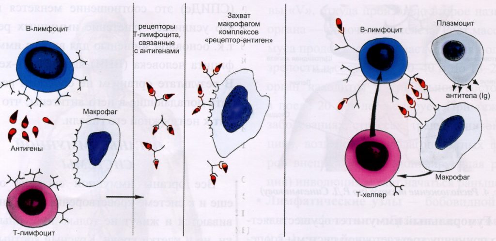 Схема строения плазмоцита