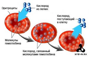 Схема распада гемоглобина биохимия