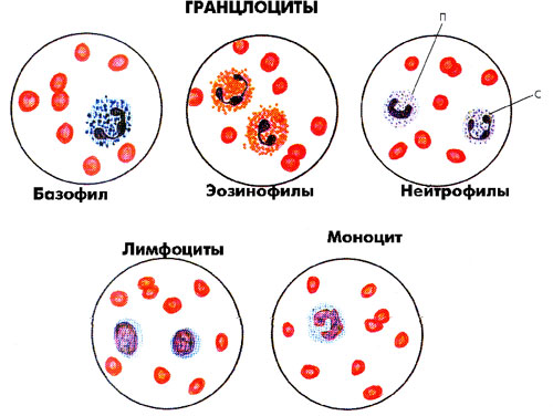 Функции лейкоцитов и их виды