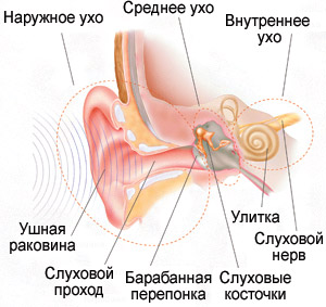 Физиология ушной раковины