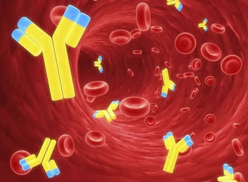 обнаружение иммуноглобулинов к инфекции в крови