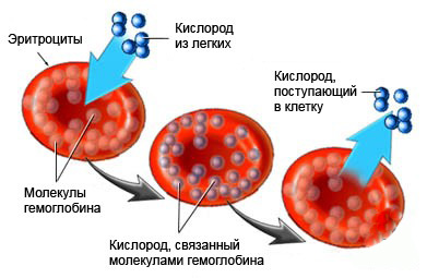Состав гемоглобина