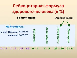 Лейкоцитарная формула картинки