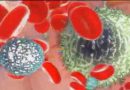 Роль агранулоцитов в крови