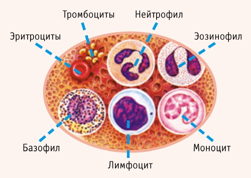 Лейкоциты