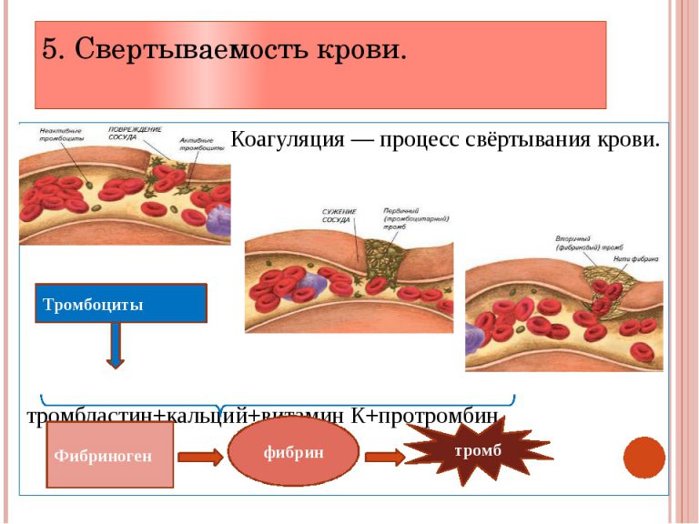 Гемостаз схема свертывание крови