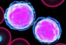 Почему понижаются лейкоциты в крови