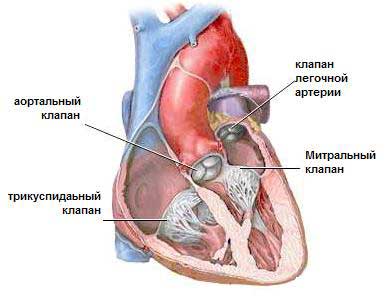 Порок трикуспидального клапана сердца