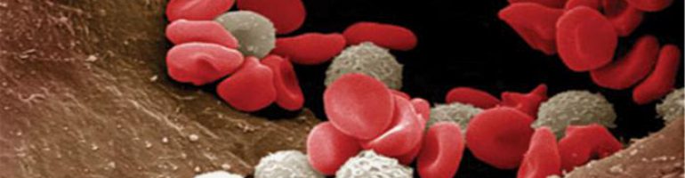 Причины снижения лейкоцитов в крови