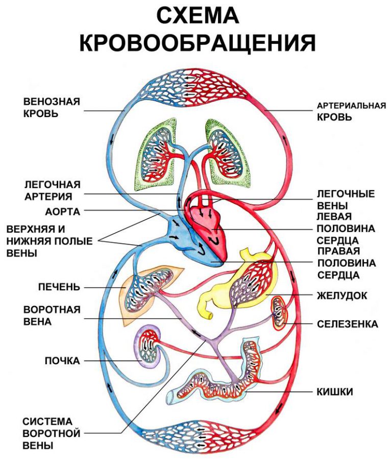 Кровеносная система человека рисунок