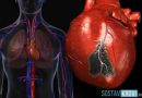 Риски развития болезней сердца и сосудов
