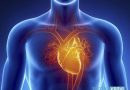 Анатомия границ сердца