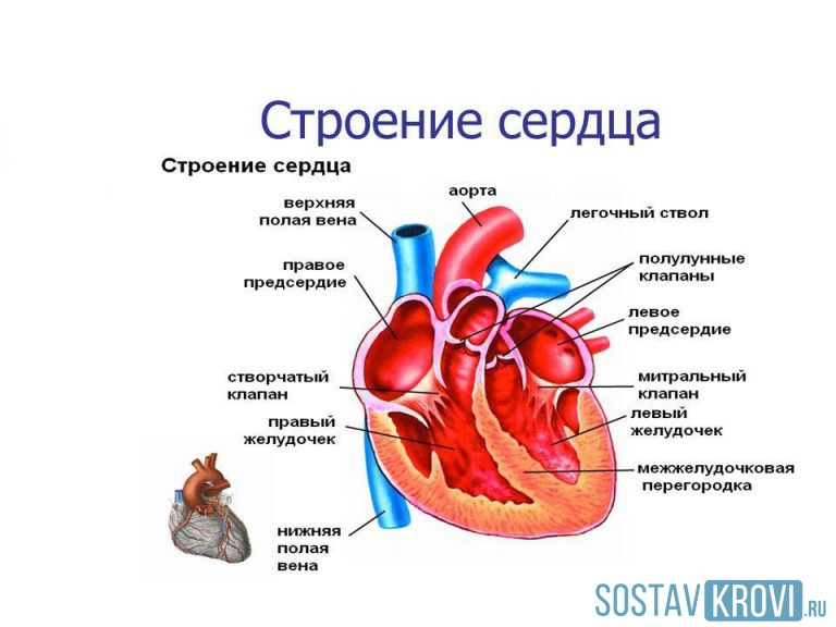 Пролабирование створок клапанов сердца